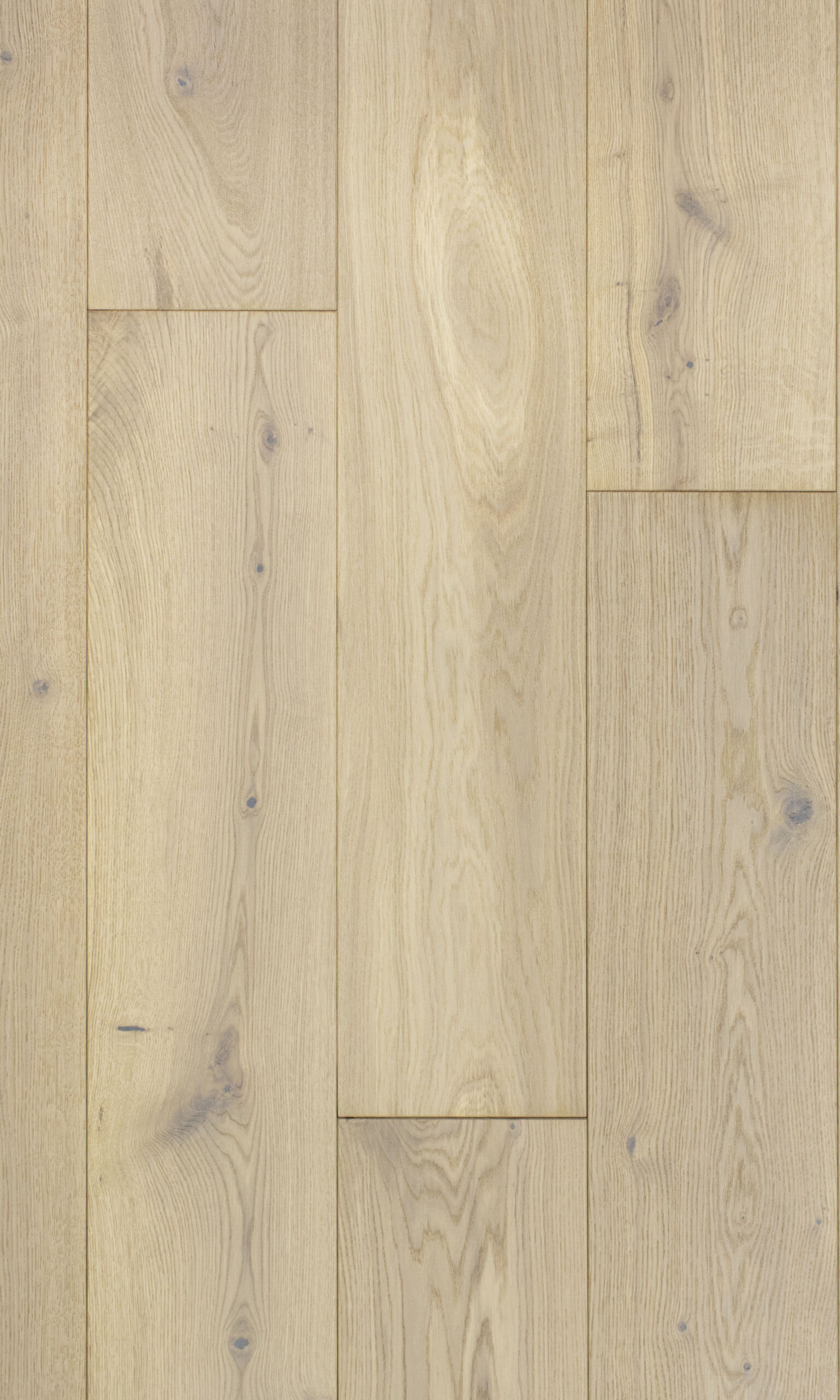 Giza oak, Дуб Гиза