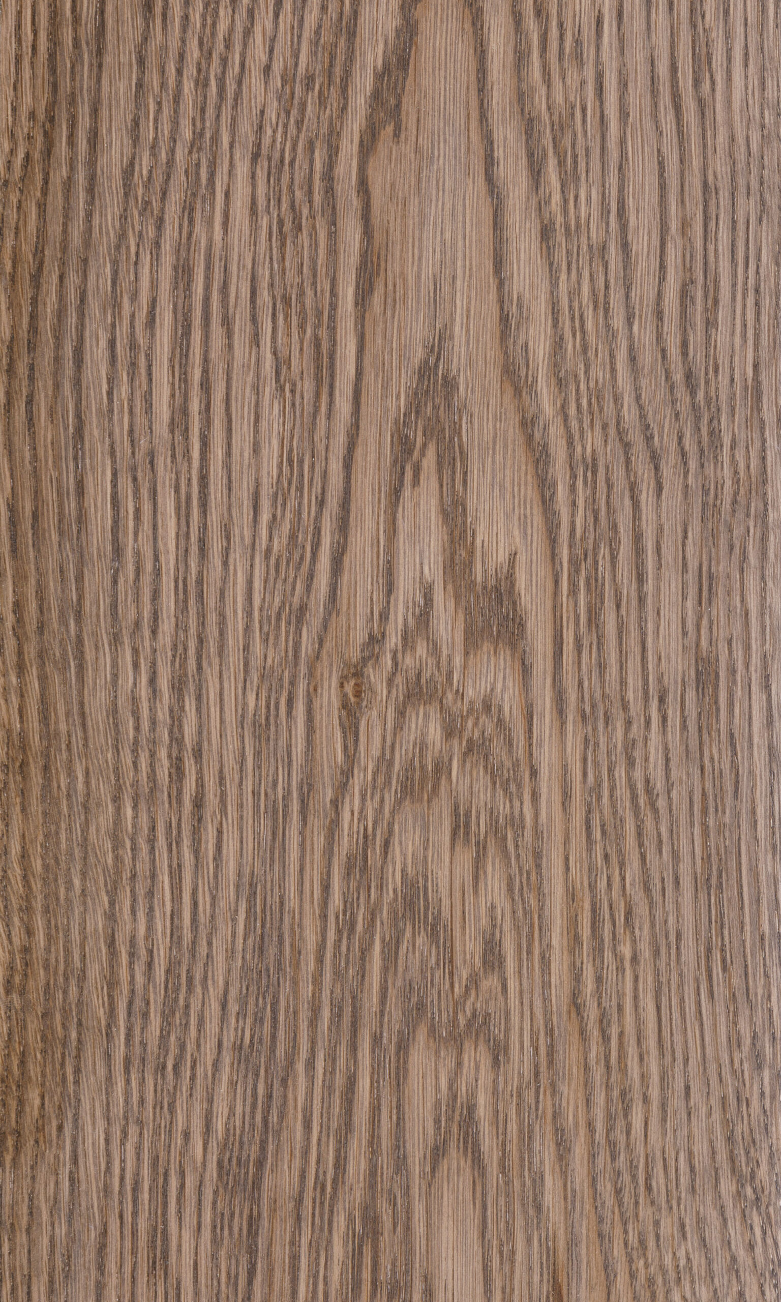 Selenium oak, Дуб селен