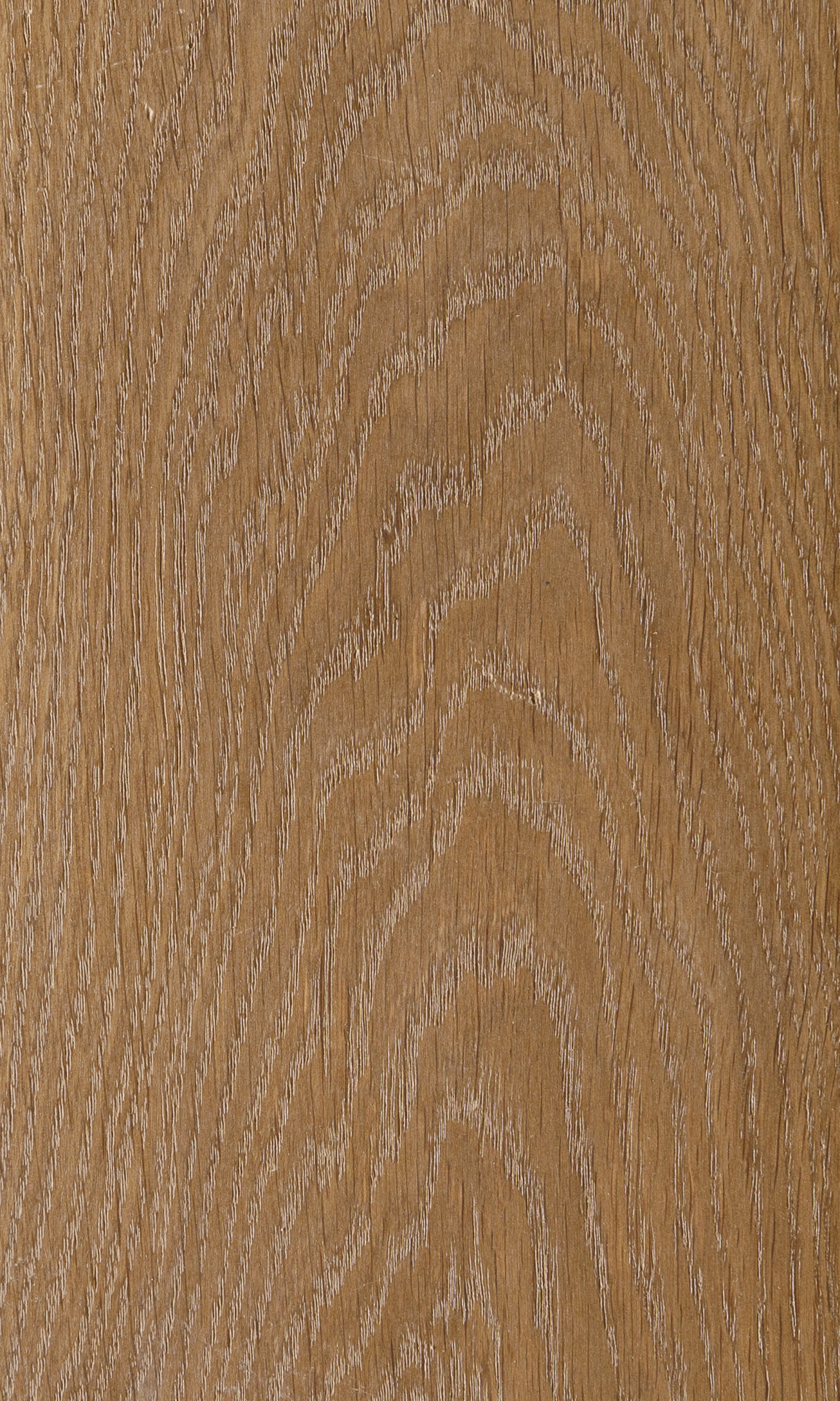 Vanadium oak, Дуб ванадий