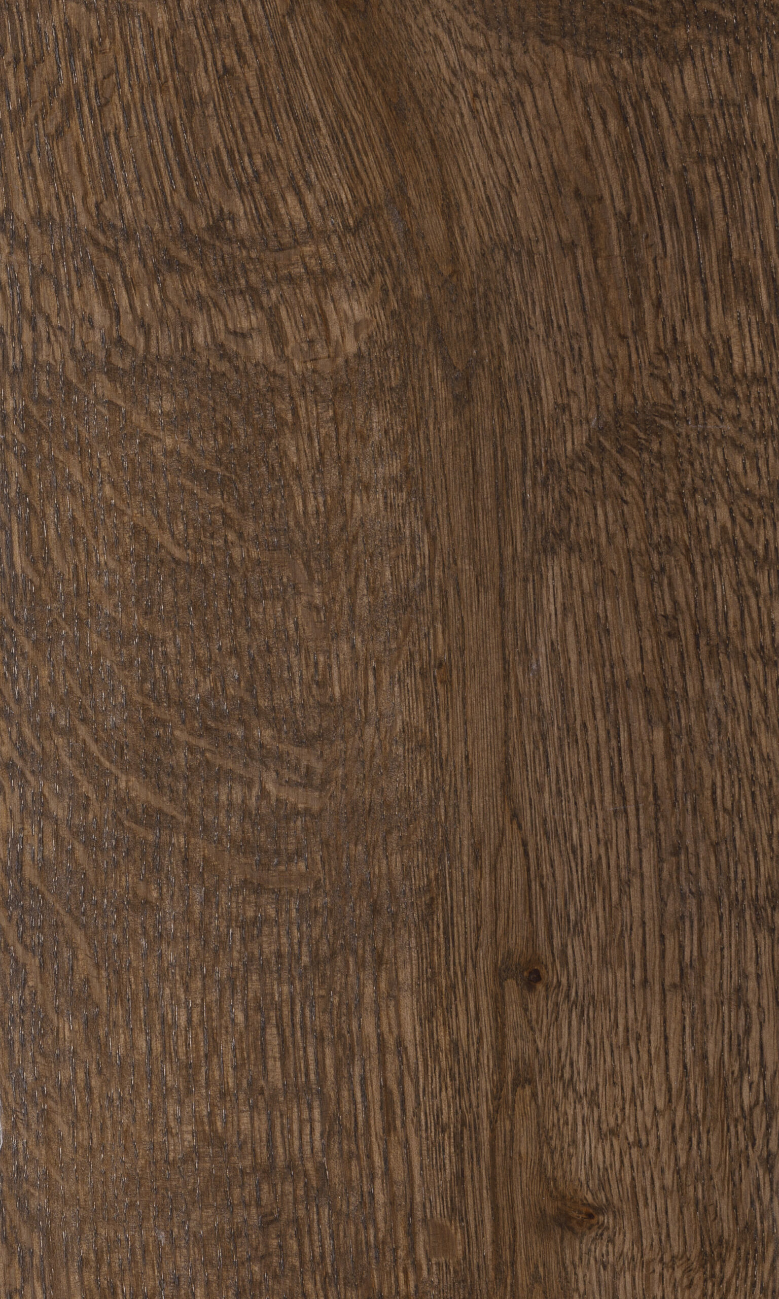 Bear oak, Медвежий дуб