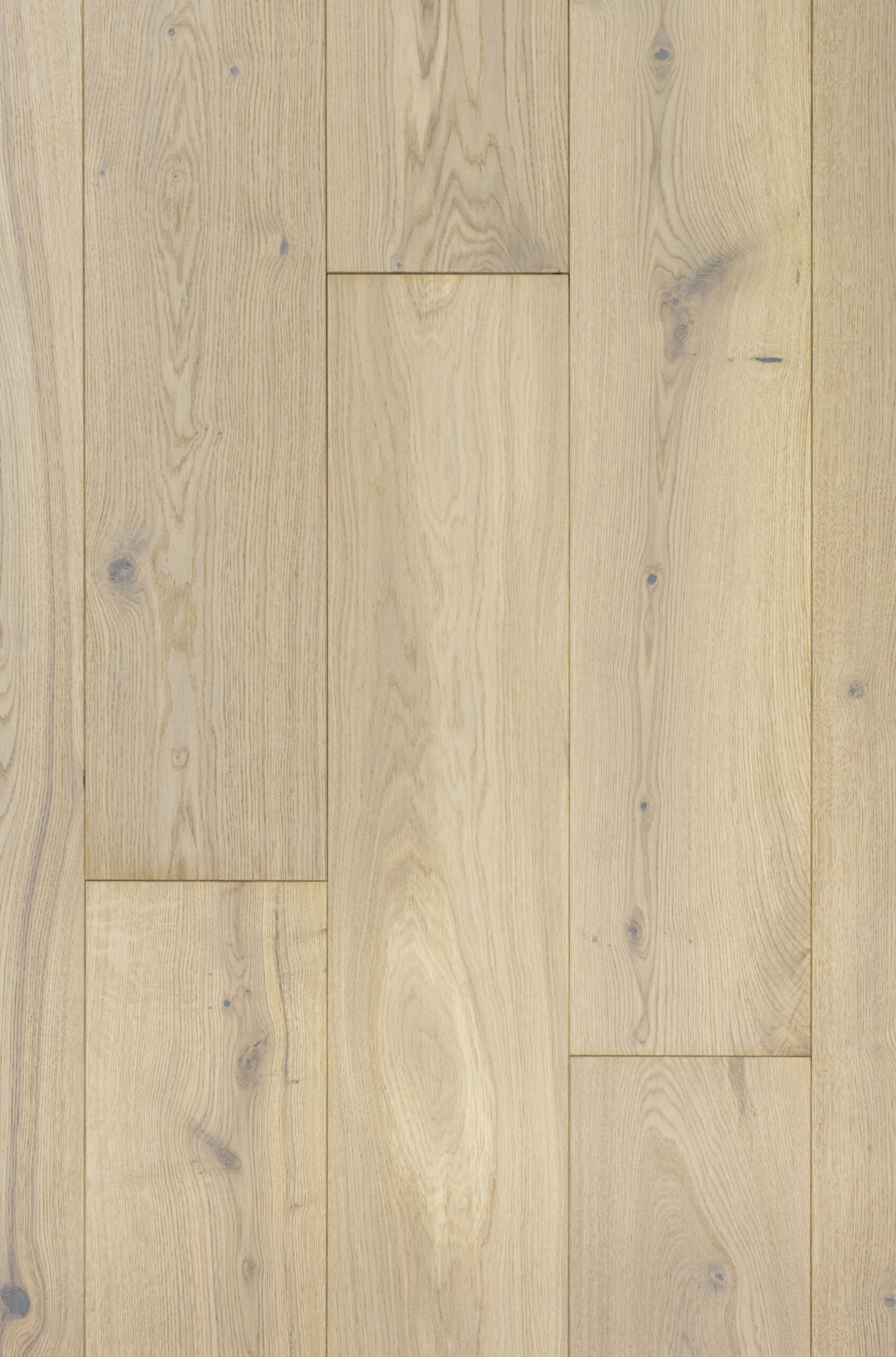 Giza Oak, Дуб Гизе